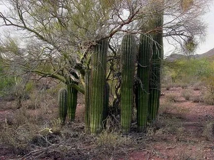 deșert Sonoran