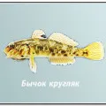 Риба къдрички, Ruff обикновен