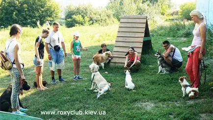 Roxy Club - Dog Training Central- câini de formare din toate rasele indiciilor