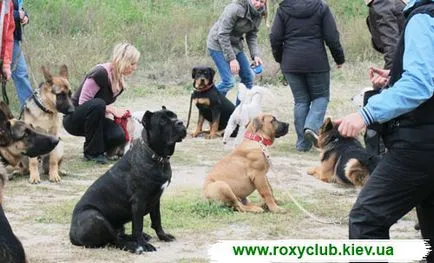 Roxy клуб - дресура Централно- обучение на кучета от всички породи знаци