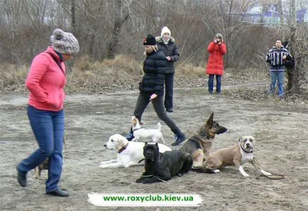 Roxy клуб - дресура Централно- обучение на кучета от всички породи знаци