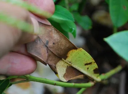 probleme și soluții rhododendrons