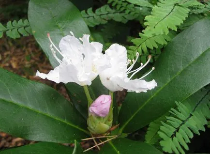 probleme și soluții rhododendrons