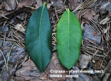 probleme și soluții rhododendrons