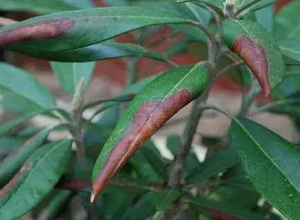 probleme și soluții rhododendrons