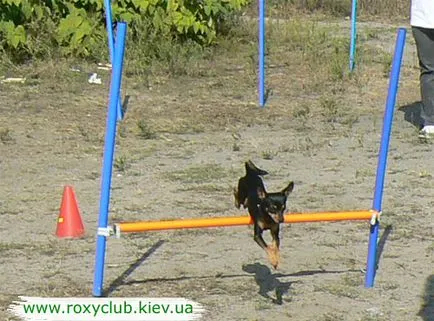 Roxy клуб - дресура Централно- обучение на кучета от всички породи знаци