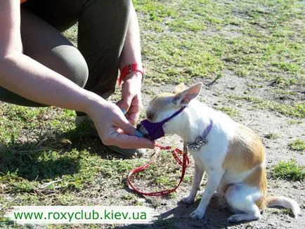 Roxy csapat - Dog Training Center képzés kutyák minden fajta jegyek