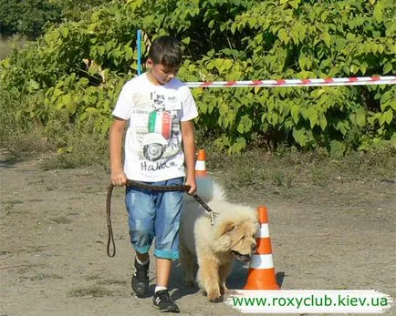 Roxy csapat - Dog Training Center képzés kutyák minden fajta jegyek