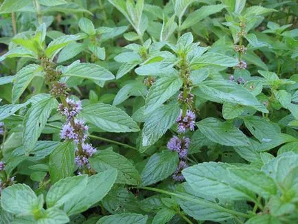 Összegyűjtése gyógynövények menta, hogyan betakarítás és tárolja