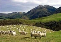 Нова Зеландия овча вълна алпака