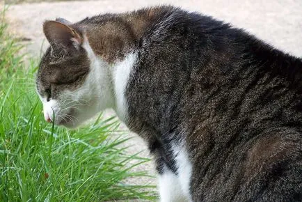 Вълна в червата на котката