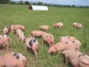 Колко ще трябва да се хранят прасе за угояване, в зависимост от целта на нарастващата мазнини или месо