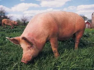 Колко ще трябва да се хранят прасе за угояване, в зависимост от целта на нарастващата мазнини или месо
