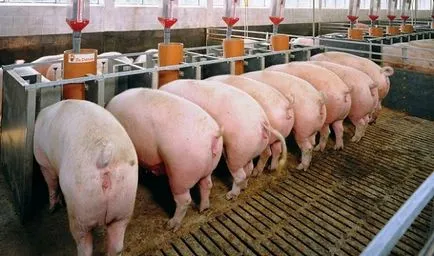 Cât timp trebuie să se hrănească să crească 1 porc