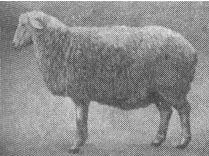 Sokolskaya порода овце - agroxxi