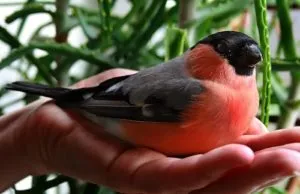 Тълкуване на сънища bullfinches по клоните на дърветата, в сън, за да видите какво мечтае