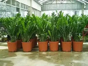 Цвете Zamioculcas снимка