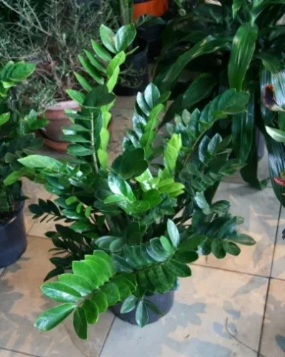 Цвете Zamioculcas снимка