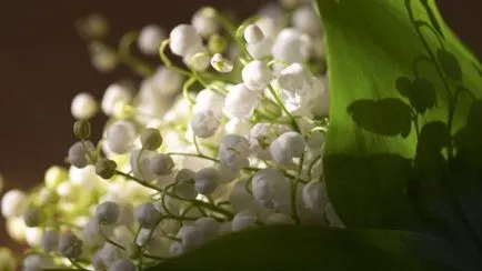 Lily de plantare de flori de grădină și de îngrijire