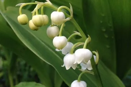 Lily de plantare de flori de grădină și de îngrijire