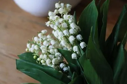 Lily de plantare de flori de grădină și de îngrijire