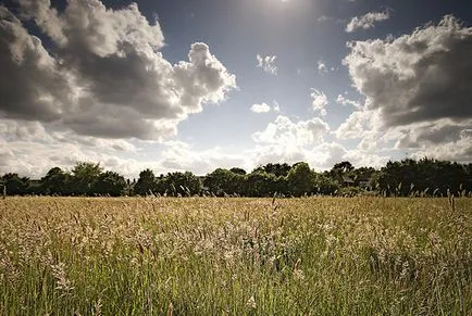 Cvetofiltry în fotografie, mastersproff