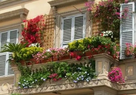 Flori pentru balcon
