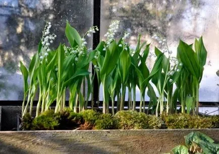 Lily de plantare de flori de grădină și de îngrijire