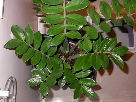 Цвете Zamioculcas снимка