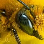 Construiește prezentarea generală de albine a capului și a corpului, iar vârful aripilor, fotografie și video
