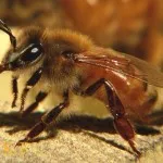 Építsd a méh áttekintést a fej és a test, a csúcs és a szárnyak, fotó és videó