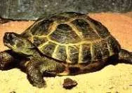 stepă broască țestoasă