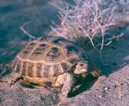 stepă broască țestoasă