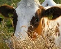 Статии за ветеринарни едър рогат добитък, здраве крава - на базата на печалбата