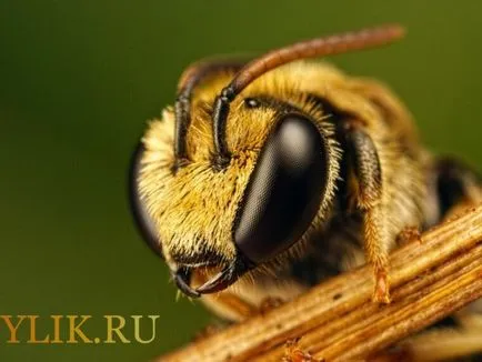 Construiește prezentarea generală de albine a capului și a corpului, iar vârful aripilor, fotografie și video