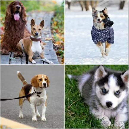 Средни кучета порода за плосък връх 10 на най-популярните
