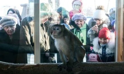 Nunta a avut loc la maimuțele din grădinile zoologice Barnaul