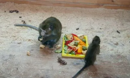 Az esküvő zajlott az állatkertben majmok Barnaul