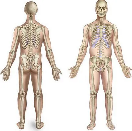 Structura și funcția scheletului uman