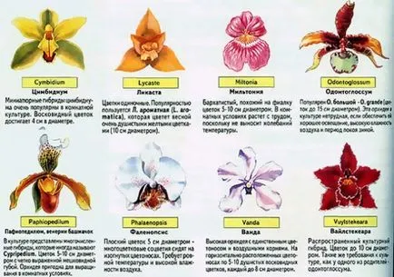 Teplicka orchideák videó utasítást, hogy hogyan lehet a saját kezét otthon, ár, fotó, az üvegházhatást okozó és az üvegházhatást okozó