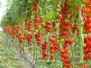 Octopus și cultivarea de tomate în câmp deschis, agricultura, fertilizat, descriere