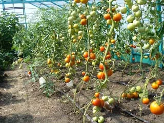 Octopus și cultivarea de tomate în câmp deschis, agricultura, fertilizat, descriere