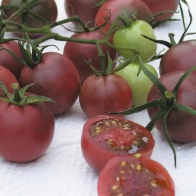 Tomate - cireșe negre, de asemenea, cunoscut sub numele - Blek Cherri - sau - negru cireșe TEXTE