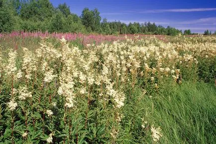 Meadowsweet gyógynövény leírás, telepítési és gondozási