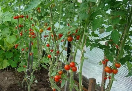 Octopus și cultivarea de tomate în câmp deschis, agricultura, fertilizat, descriere