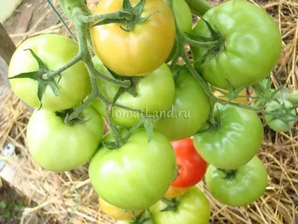 comentarii tomate Uraganul, fotografii, productivitate