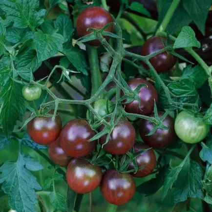 Tomate - cireșe negre, de asemenea, cunoscut sub numele - Blek Cherri - sau - negru cireșe TEXTE