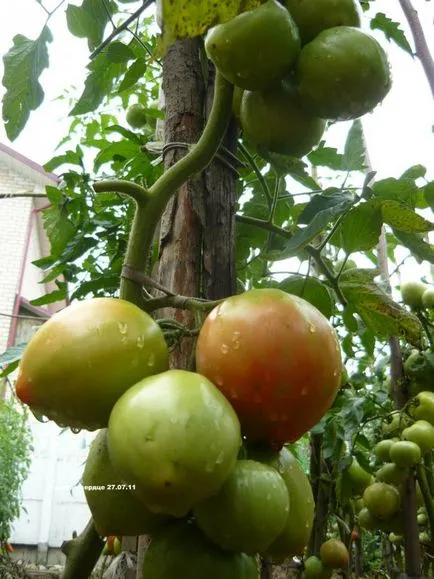 Tomate - miere inima - f1, caracterizarea, roșii suculente și galben