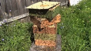 Beehive caracteristici de design boa și pchelovedeniya, fabricarea propriile lor mâini