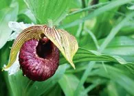 Lady Slipper special specii de plantare finețe și de întreținere, de reproducere